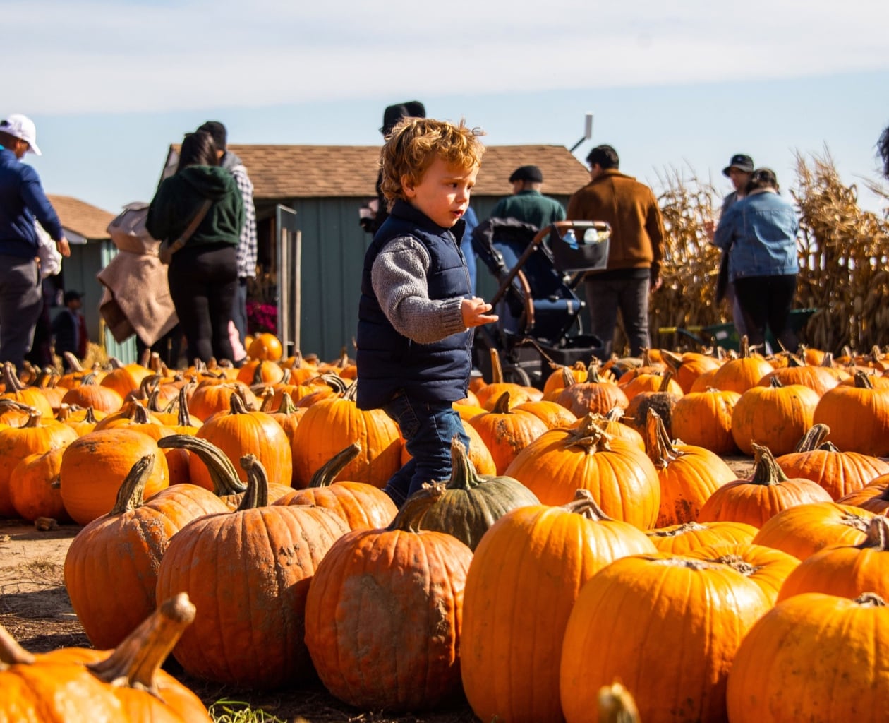 Child Observing Pumpkins