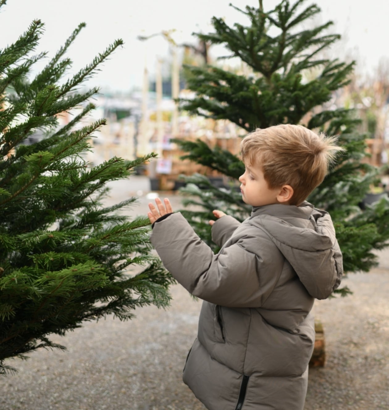 Child with Pine Tree